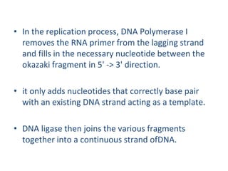 • In the replication process, DNA Polymerase I
removes the RNA primer from the lagging strand
and fills in the necessary nucleotide between the
okazaki fragment in 5' -> 3' direction.
• it only adds nucleotides that correctly base pair
with an existing DNA strand acting as a template.
• DNA ligase then joins the various fragments
together into a continuous strand ofDNA.
 