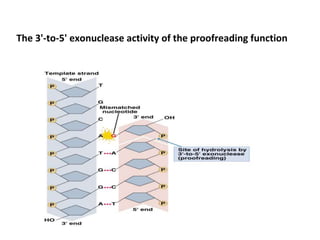 The 3'-to-5' exonuclease activity of the proofreading function
 