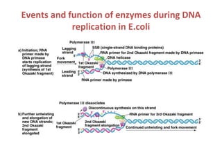 Events and function of enzymes during DNA
replication in E.coli
 