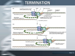 TERMINATION
Slide 13
 