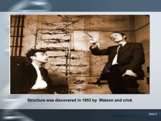Slide 5
Structure was discovered in 1953 by Watson and crick
 