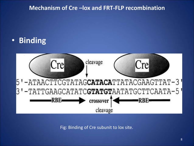 Recombinase cre lox and flp-frt | PPT | Chemistry | Science