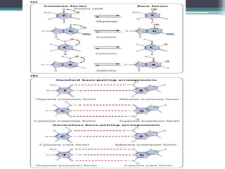 DNA damage, types by kk sahu | PPTX
