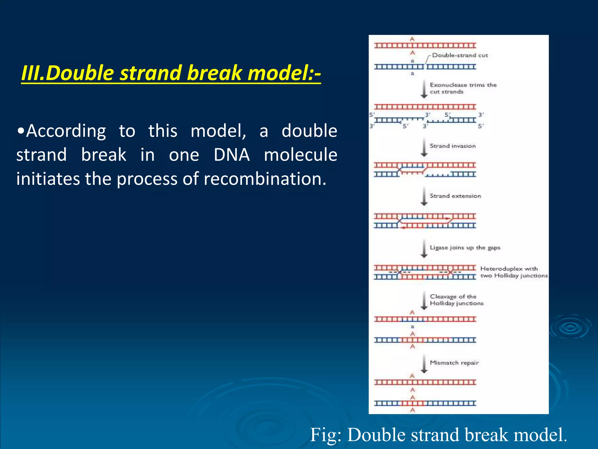 DNA repair and recombination | PPT