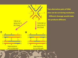 Holliday junction Model by kk | PPT