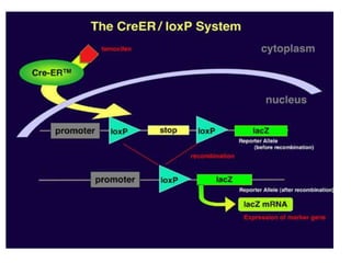 Types of recombinase | PPTX