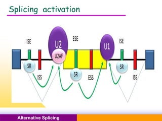 Pacific Networks Pacific NetworksAlternative Splicing
Splicing activation
 