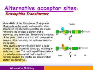 Pacific Networks Pacific NetworksAlternative Splicing
Alternative acceptor sites:
Drosophila Transformer
•Pre-mRNAs of the Transformer (Tra) gene of
Drosophila melanogaster undergo alternative
splicing via the alternative acceptor site mode.
•The gene Tra encodes a protein that is
expressed only in females. The primary transcript
of this gene contains an intron with two possible
acceptor sites. In males, the upstream acceptor
site is used.
•This causes a longer version of exon 2 to be
included in the processed transcript, including an
early stop codon. The resulting mRNA encodes a
truncated protein product that is inactive.
Females produce the master sex determination
protein Sex lethal (Sxl).
 