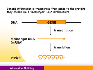 Pacific Networks Pacific NetworksAlternative Splicing
Genetic information is transferred from genes to the proteins
they encode via a “messenger” RNA intermediate
DNA GENE
messenger RNA
(mRNA)
protein
transcription
translation
 