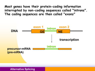 Pacific Networks Pacific NetworksAlternative Splicing
Most genes have their protein-coding information
interrupted by non-coding sequences called “introns”.
The coding sequences are then called “exons”
DNA GE NE
intron
exon 1 exon 2
transcription
precursor-mRNA
(pre-mRNA)
intron
 