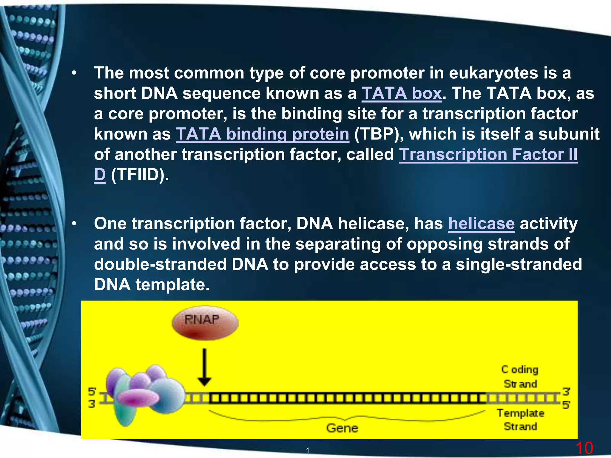 Transcription in eukariotes by kk sahu | PPT