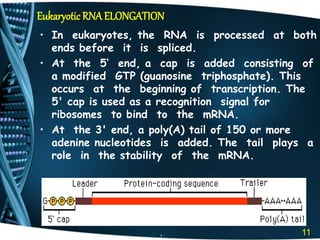 Transcription in eukariotes by kk sahu | PPT