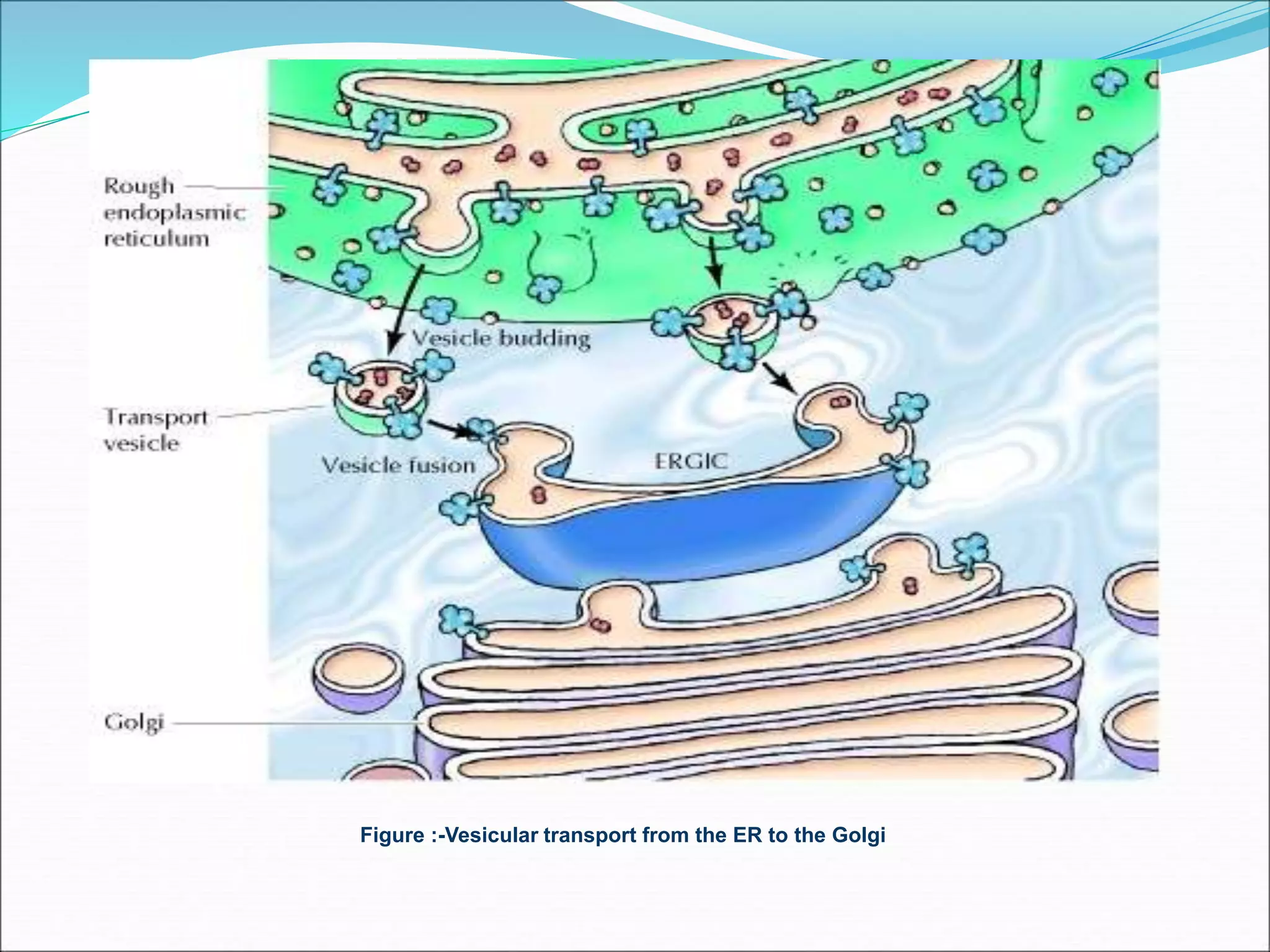 Figure :-Vesicular transport from the ER to the Golgi
 