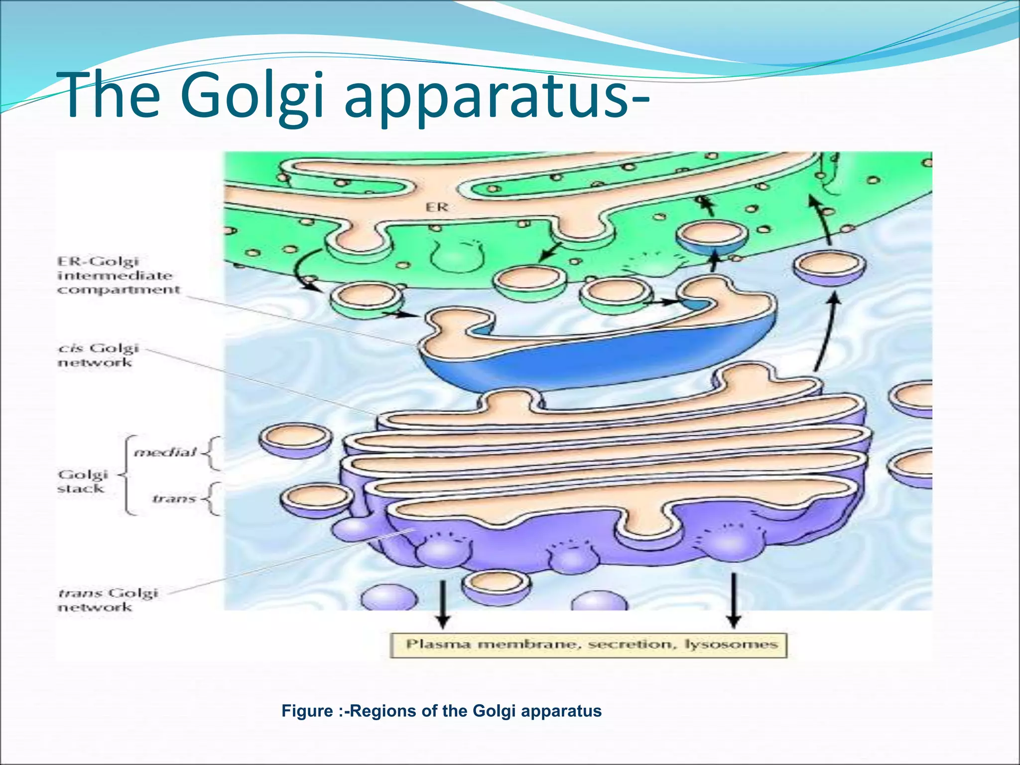 The Golgi apparatus-
Figure :-Regions of the Golgi apparatus
 