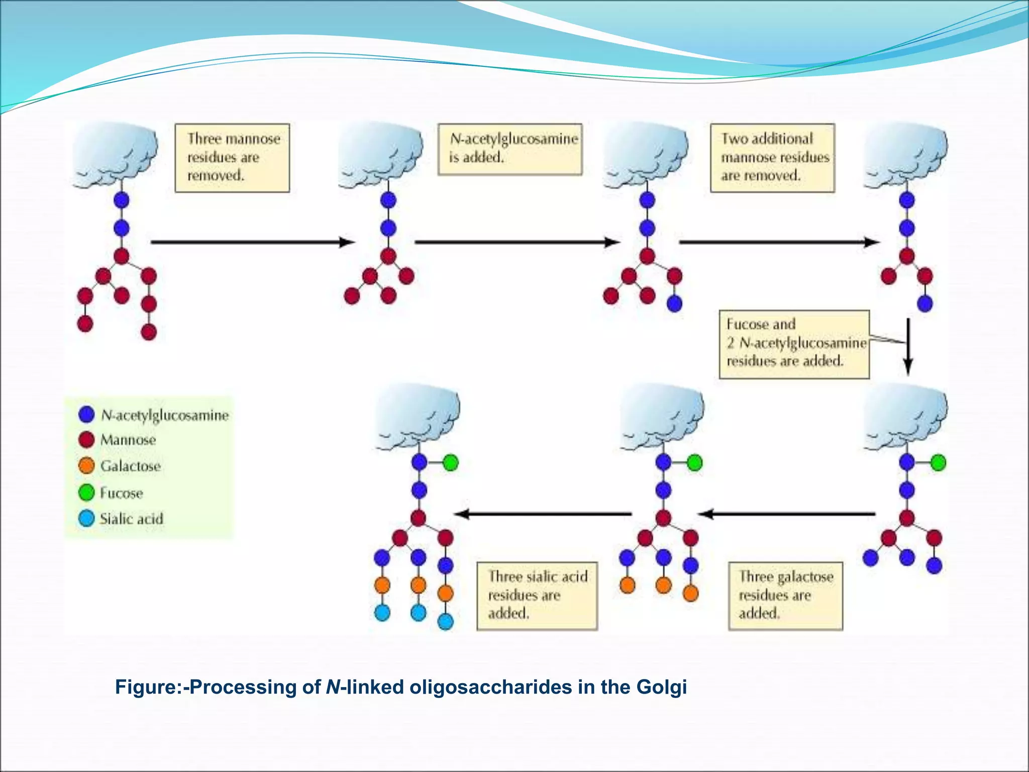 Figure:-Processing of N-linked oligosaccharides in the Golgi
 