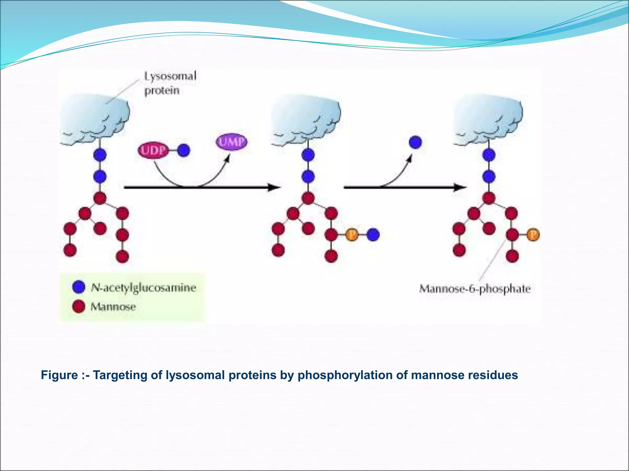 Figure :- Targeting of lysosomal proteins by phosphorylation of mannose residues
 