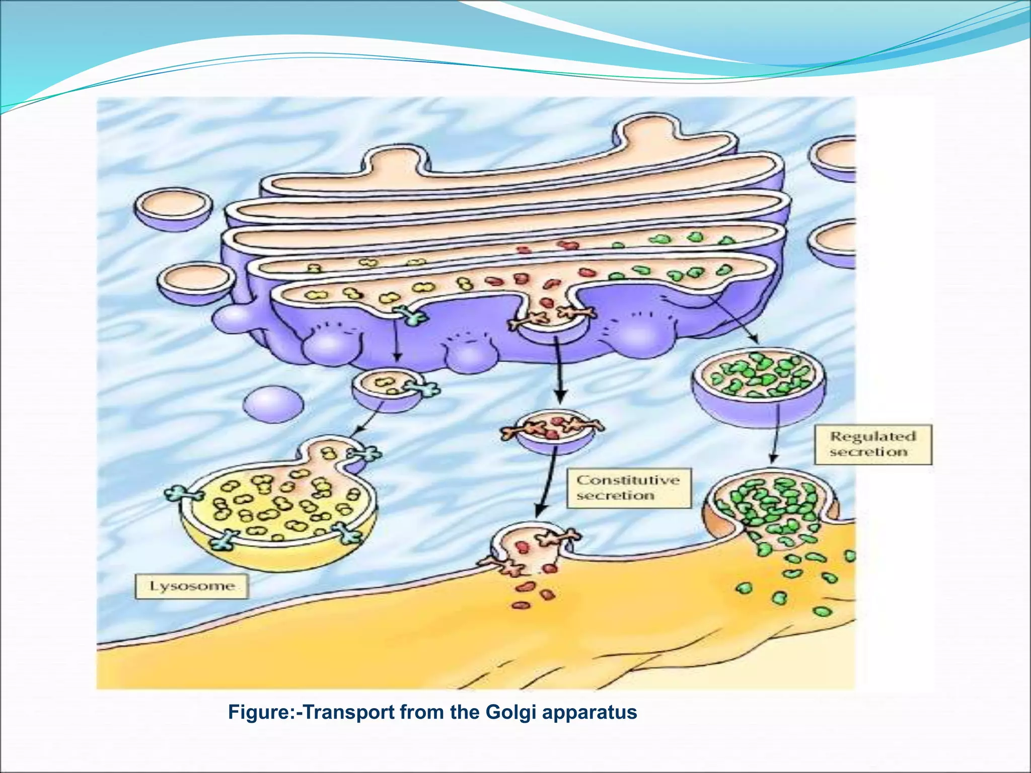 Figure:-Transport from the Golgi apparatus
 