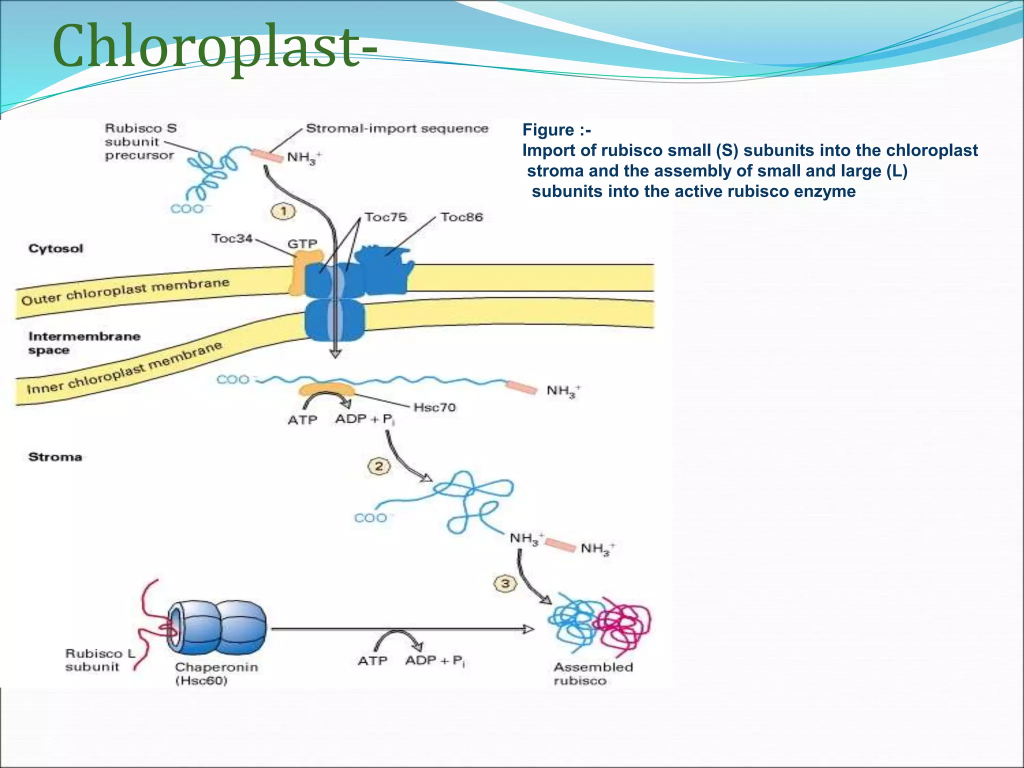 Chloroplast-
Figure :-
Import of rubisco small (S) subunits into the chloroplast
stroma and the assembly of small and large (L)
subunits into the active rubisco enzyme
 