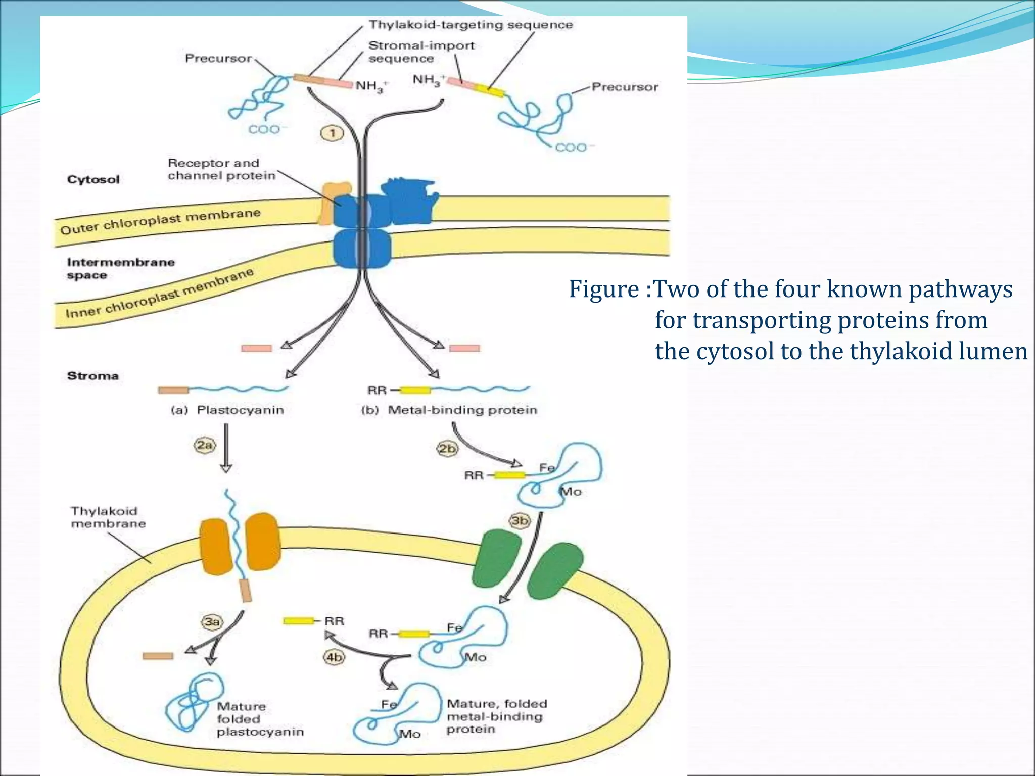 Figure :Two of the four known pathways
for transporting proteins from
the cytosol to the thylakoid lumen
 