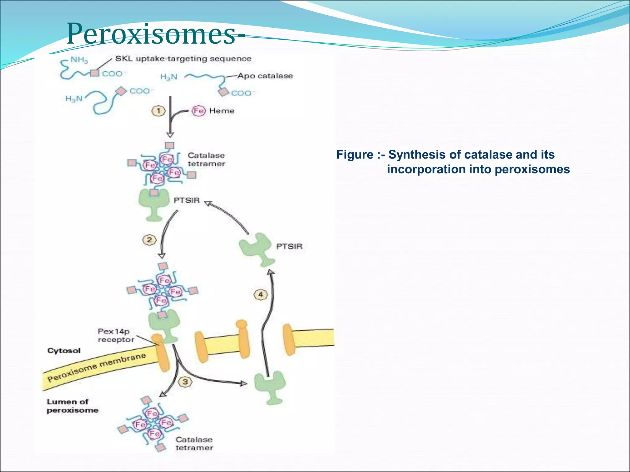 Peroxisomes-
Figure :- Synthesis of catalase and its
incorporation into peroxisomes
 