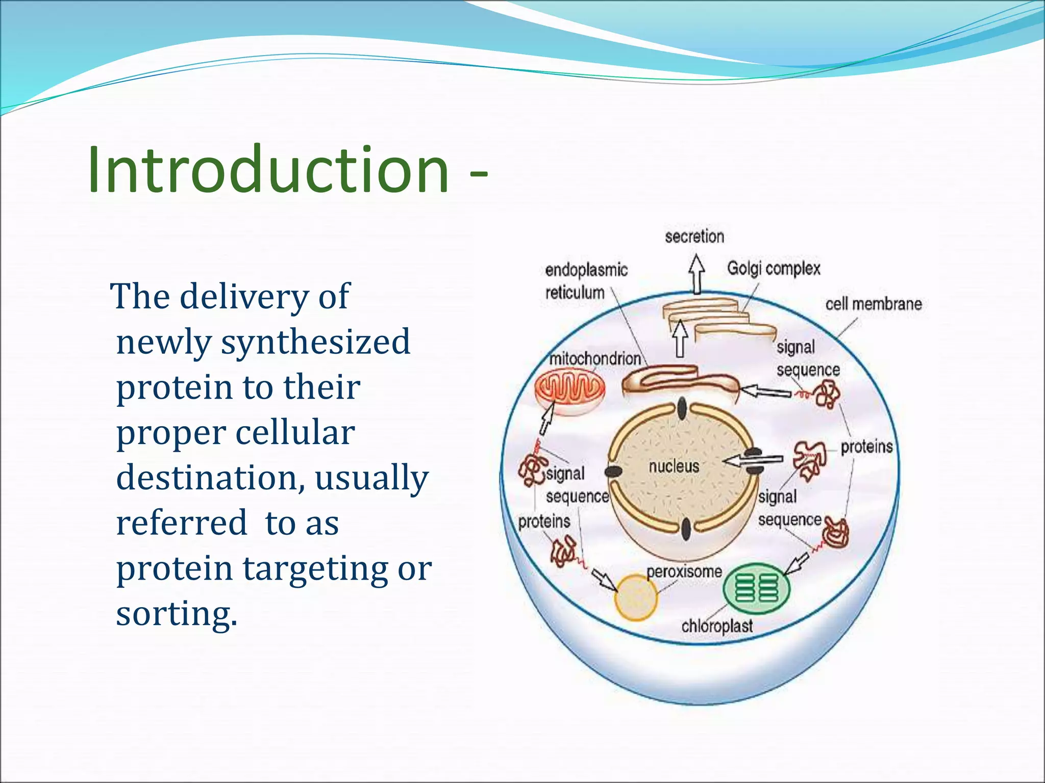 Introduction -
The delivery of
newly synthesized
protein to their
proper cellular
destination, usually
referred to as
protein targeting or
sorting.
 