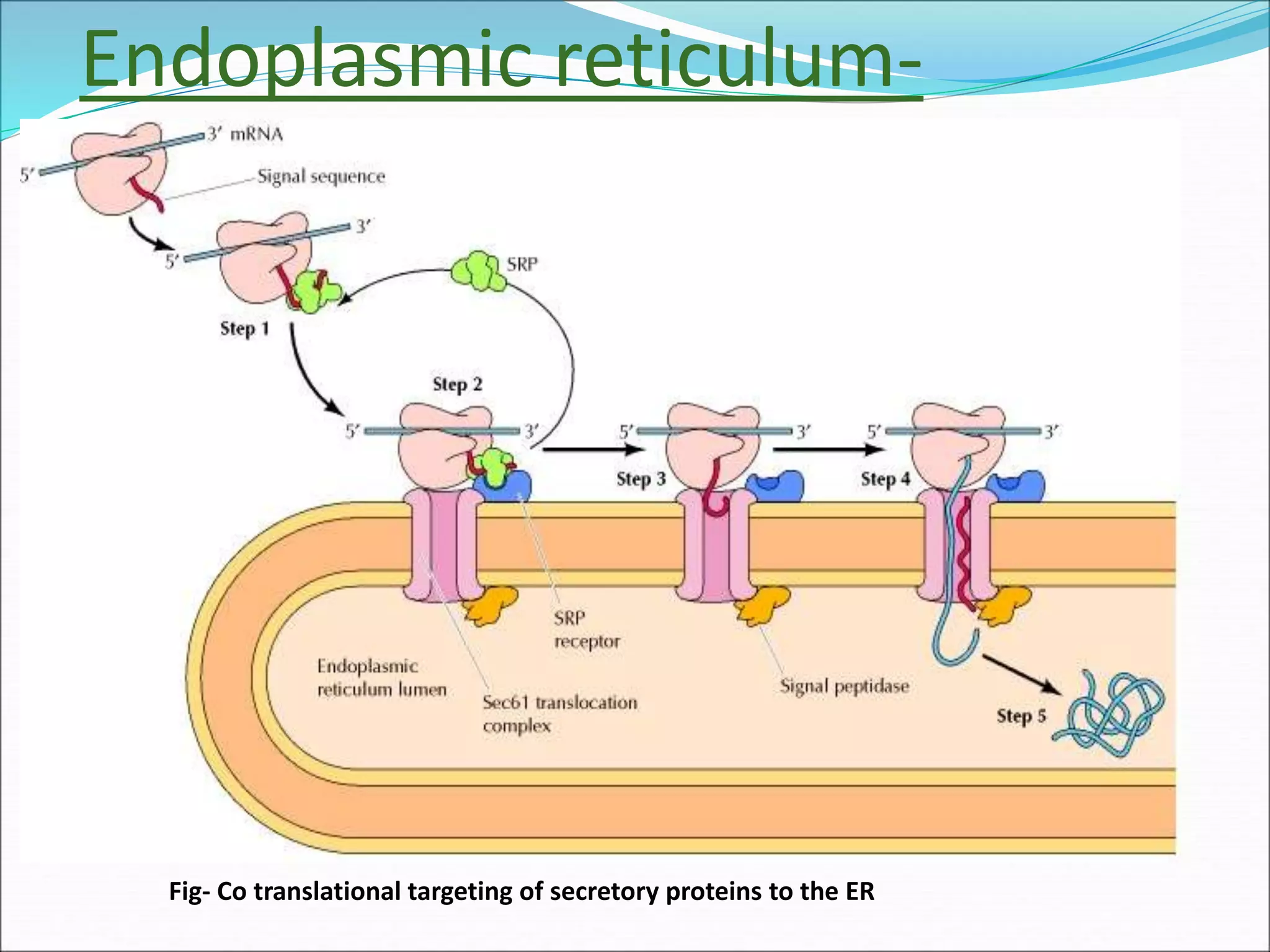 Endoplasmic reticulum-
Fig- Co translational targeting of secretory proteins to the ER
 