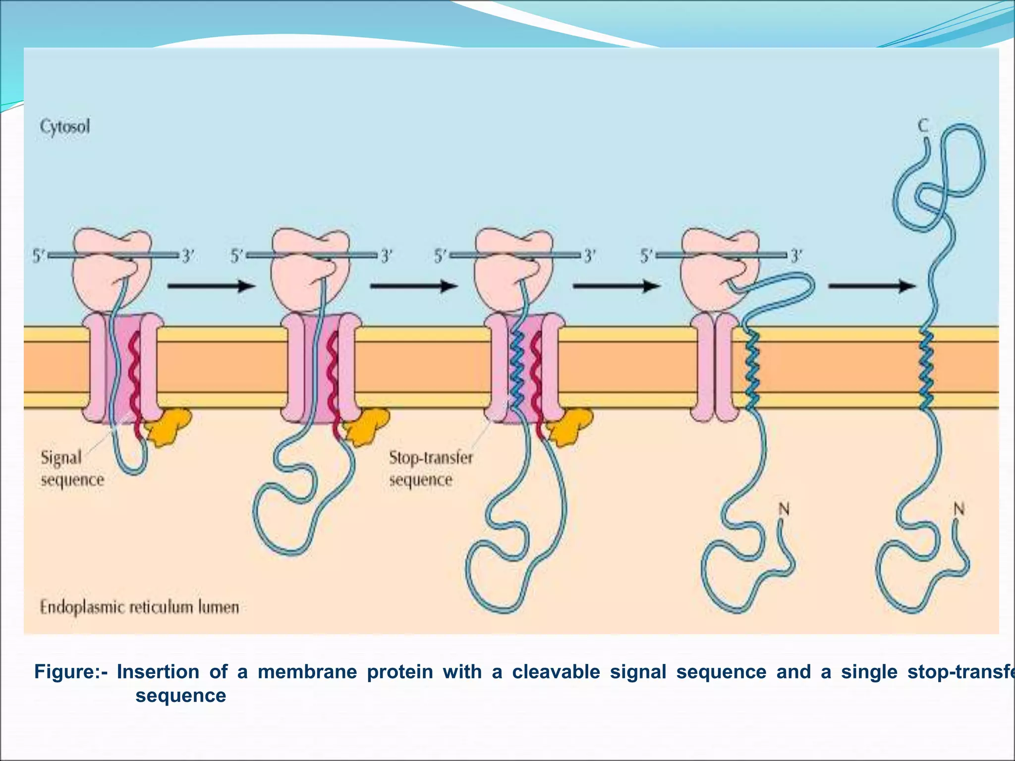 Figure:- Insertion of a membrane protein with a cleavable signal sequence and a single stop-transfe
sequence
 