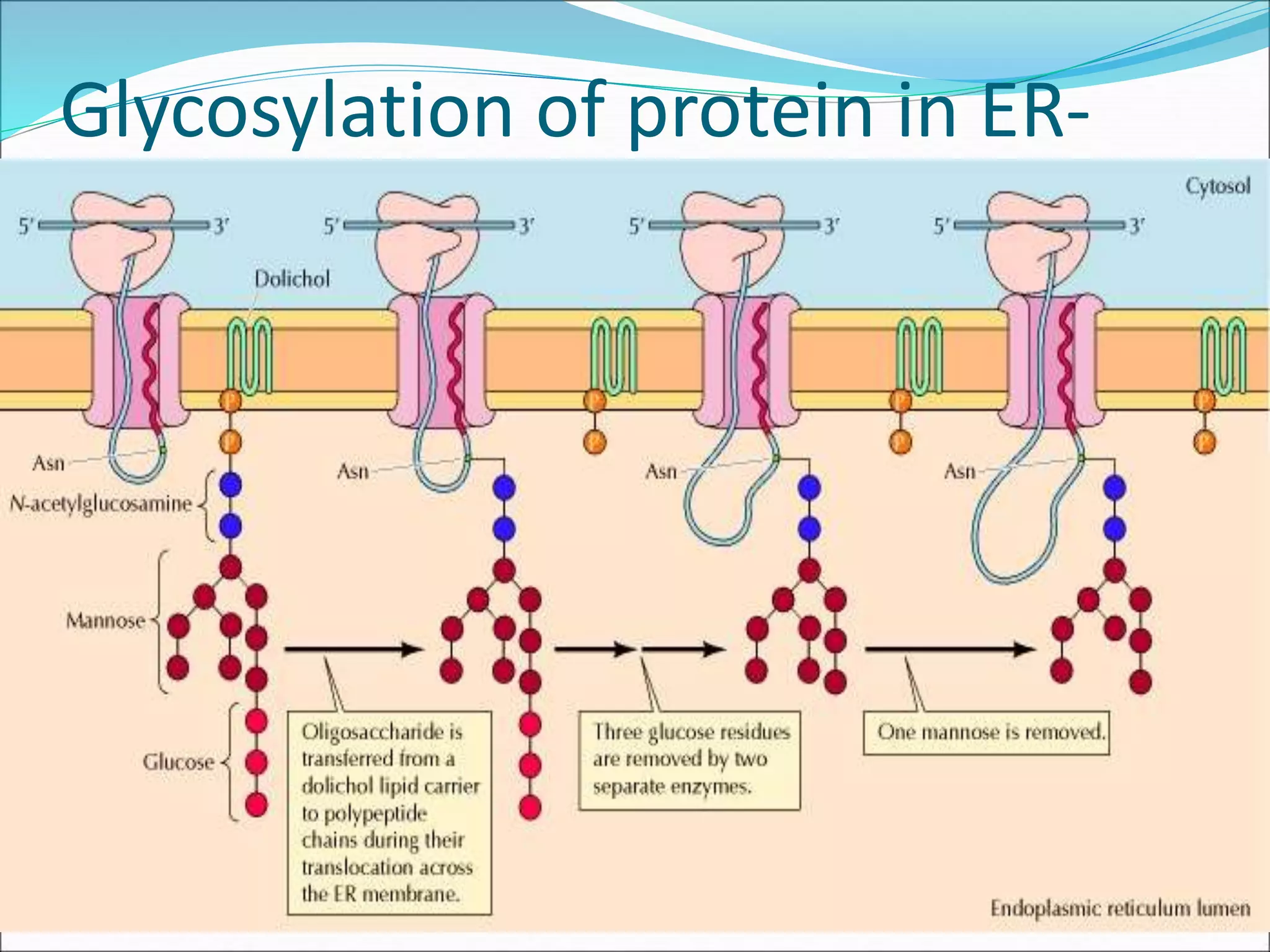 Glycosylation of protein in ER-
 