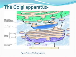 Protein sorting and targeting | PPT