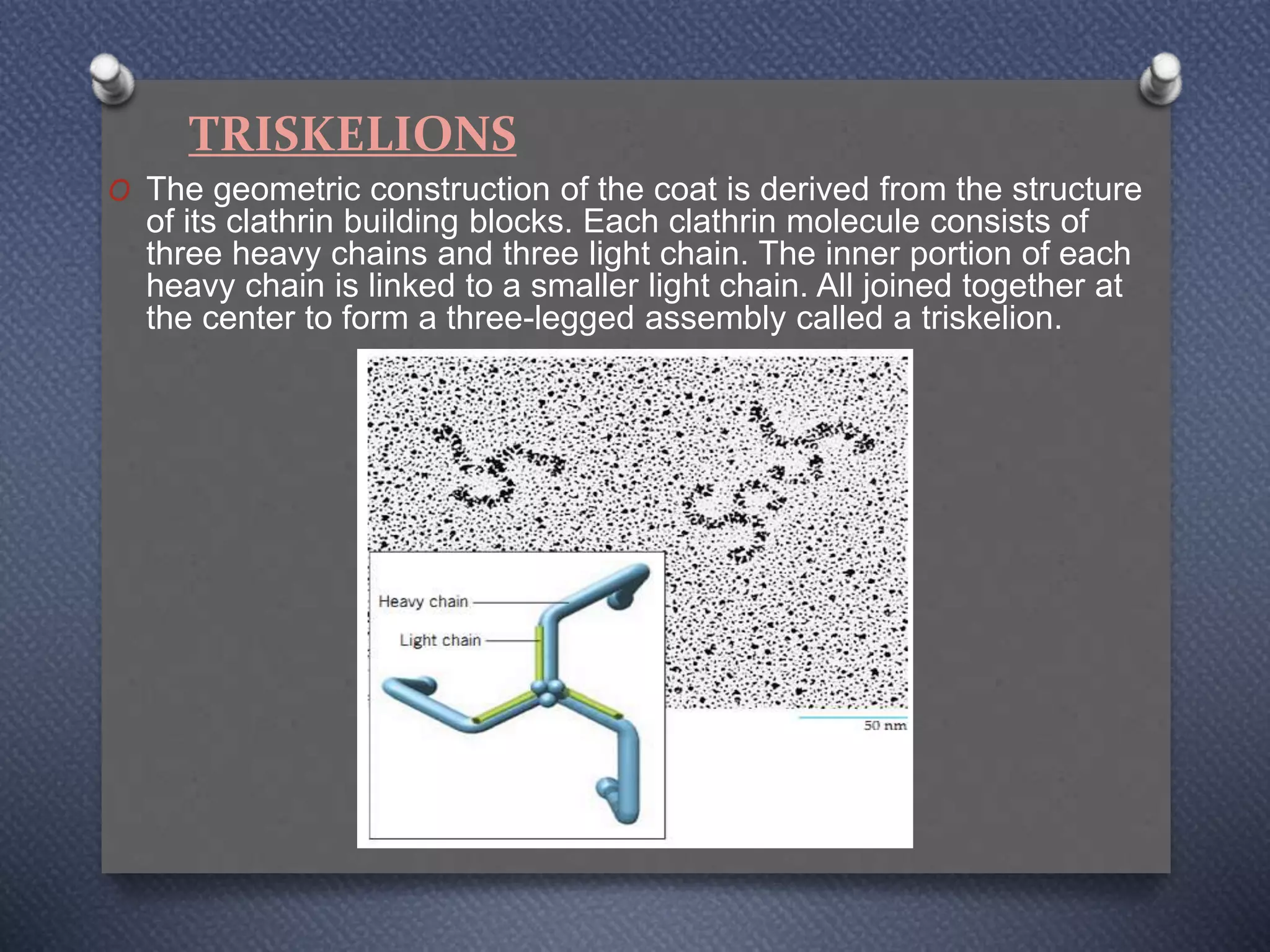 Recepter mediated endocytosis by kk ashu | PPT