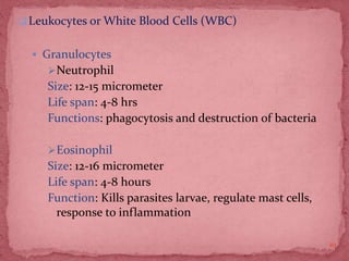 Leukocytes or White Blood Cells (WBC)
 Granulocytes
Neutrophil
Size: 12-15 micrometer
Life span: 4-8 hrs
Functions: phagocytosis and destruction of bacteria
Eosinophil
Size: 12-16 micrometer
Life span: 4-8 hours
Function: Kills parasites larvae, regulate mast cells,
response to inflammation
10
 
