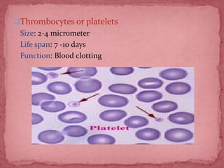 Thrombocytes or platelets
Size: 2-4 micrometer
Life span: 7 -10 days
Function: Blood clotting
13
 