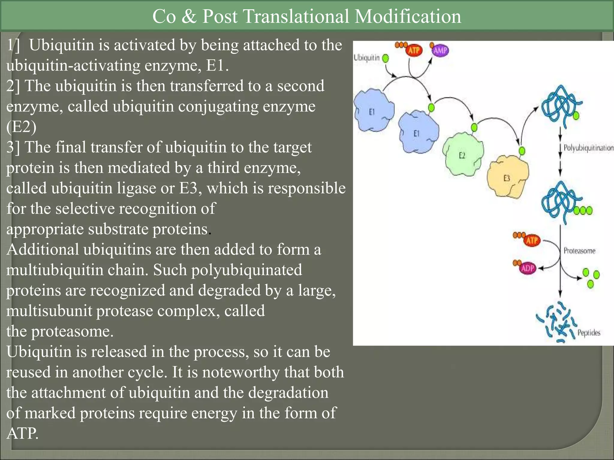 co and post translation modification | PPT