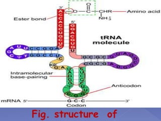 Fig. structure of
 