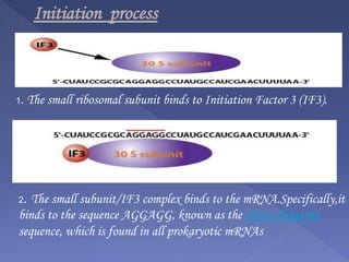 1. The small ribosomal subunit binds to Initiation Factor 3 (IF3).
2. The small subunit/IF3 complex binds to the mRNA.Specifically,it
binds to the sequence AGGAGG, known as the Shine-Delgarno
sequence, which is found in all prokaryotic mRNAs
Initiation process
 