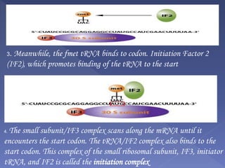 3. Meanwhile, the fmet tRNA binds to codon. Initiation Factor 2
(IF2), which promotes binding of the tRNA to the start
4. The small subunit/IF3 complex scans along the mRNA until it
encounters the start codon. The tRNA/IF2 complex also binds to the
start codon. This complex of the small ribosomal subunit, IF3, initiator
tRNA, and IF2 is called the initiation complex
 
