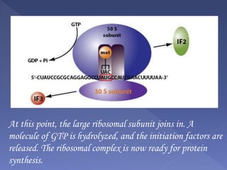 At this point, the large ribosomal subunit joins in. A
molecule of GTP is hydrolyzed, and the initiation factors are
released. The ribosomal complex is now ready for protein
synthesis.
 