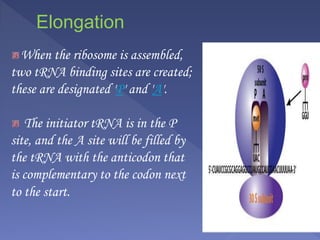 Elongation
When the ribosome is assembled,
two tRNA binding sites are created;
these are designated 'P' and 'A'.
The initiator tRNA is in the P
site, and the A site will be filled by
the tRNA with the anticodon that
is complementary to the codon next
to the start.
 