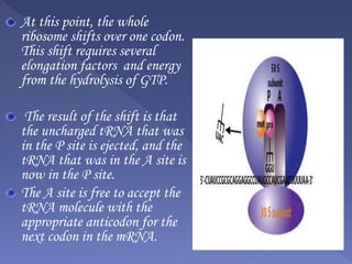 At this point, the whole
ribosome shifts over one codon.
This shift requires several
elongation factors and energy
from the hydrolysis of GTP.
The result of the shift is that
the uncharged tRNA that was
in the P site is ejected, and the
tRNA that was in the A site is
now in the P site.
The A site is free to accept the
tRNA molecule with the
appropriate anticodon for the
next codon in the mRNA.
 