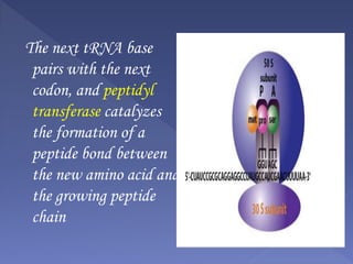 The next tRNA base
pairs with the next
codon, and peptidyl
transferase catalyzes
the formation of a
peptide bond between
the new amino acid and
the growing peptide
chain
 
