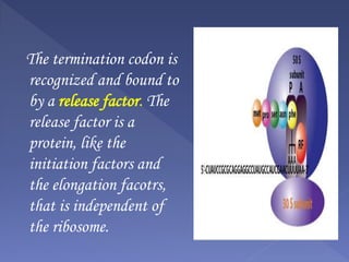 The termination codon is
recognized and bound to
by a release factor. The
release factor is a
protein, like the
initiation factors and
the elongation facotrs,
that is independent of
the ribosome.
 