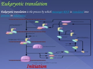 Eukaryotic translation
Eukaryotic translation is the process by which messenger RNA is translated into
proteins in eukaryotes.]
Initiation
 