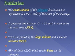 Initiation
The small subunit of the ribosome binds to a site
"upstream" (on the 5' side) of the start of the message.
It proceeds downstream (5' -> 3') until it encounters
the start codon AUG.
Here it is joined by the large subunit and a special
initiator tRNA.
The initiator tRNA binds to the P site on the
ribosome.
 