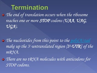The end of translation occurs when the ribosome
reaches one or more STOP codons (UAA, UAG,
UGA).
The nucleotides from this point to the poly(A) tail
make up the 3'-untranslated region [3'-UTR] of the
mRNA.
There are no tRNA molecules with anticodons for
STOP codons.
 