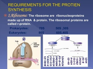  1,Ribosome: The ribosome are ribonucleoproteins
made up of RNA & protein. The ribosomal proteins are
called r-protein.
Prokaryotes: 70S 50S ,30S
Eukaryotes: 80S 60S,40S
 