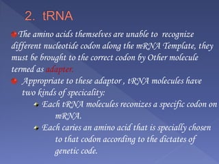The amino acids themselves are unable to recognize
different nucleotide codon along the mRNA Template, they
must be brought to the correct codon by Other molecule
termed as adapter.
Appropriate to these adaptor , tRNA molecules have
two kinds of specicality:
Each tRNA molecules reconizes a specific codon on
mRNA.
Each caries an amino acid that is specially chosen
to that codon according to the dictates of
genetic code.
 