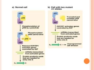 Prb Accelerator Flash tumor suppressor gene, prb, p53 | PPT