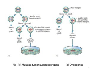 tumor suppressor gene, prb, p53 gene | PPTX