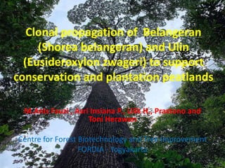 Clonal propagation of Belangeran
(Shorea belangeran) and Ulin
(Eusideroxylon zwageri) to support
conservation and plantation peatlands
M.Anis Fauzi , Asri Insiana P., Lilik H., Prastono and
Toni Herawan
Centre for Forest Biotechnology and Tree Improvement
FORDIA - Yogyakarta
 