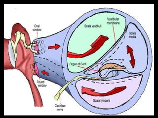 2. physiology of hearing and balance | PPT